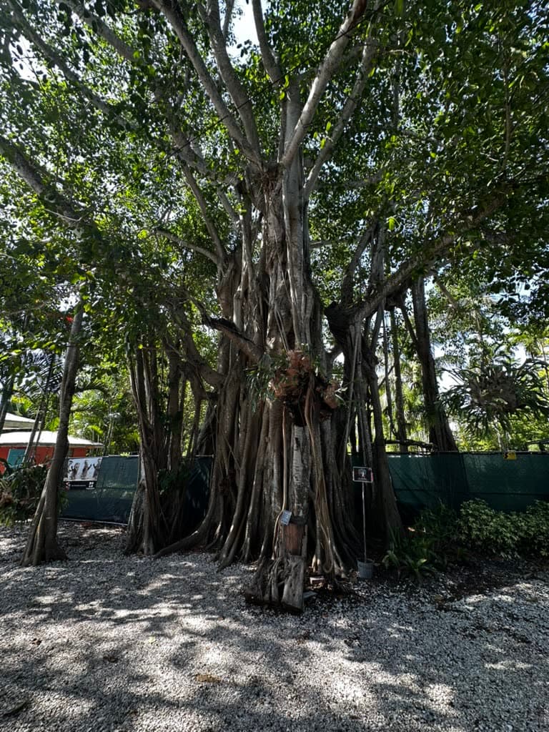 A sunlit banyan tree in Naples